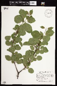 Rhamnus cathartica image