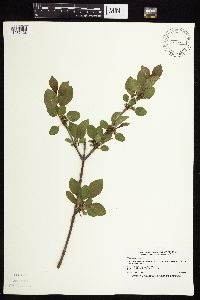 Rhamnus cathartica image
