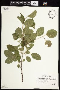 Rhamnus cathartica image