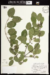 Image Associated With the Occurrence