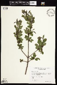 Image Associated With the Occurrence