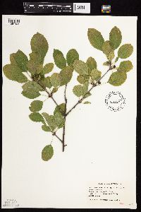 Image Associated With the Occurrence