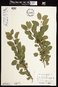 Image Associated With the Occurrence