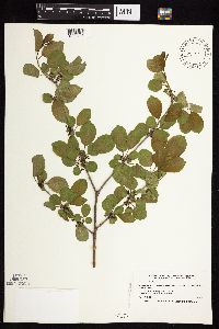 Rhamnus cathartica image
