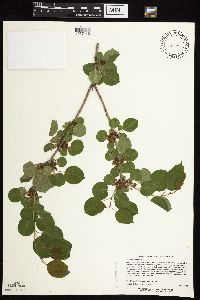 Image Associated With the Occurrence