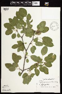 Image Associated With the Occurrence