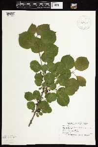 Image Associated With the Occurrence