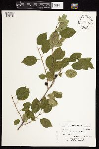 Image Associated With the Occurrence