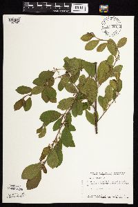 Frangula alnus image