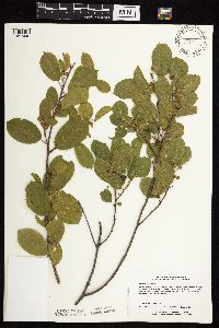 Frangula alnus image
