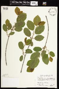 Frangula alnus image
