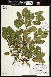 Frangula alnus image
