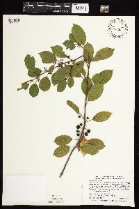 Frangula alnus image