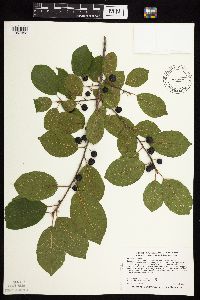 Frangula alnus image