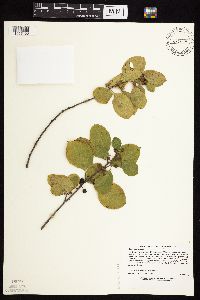 Frangula alnus image