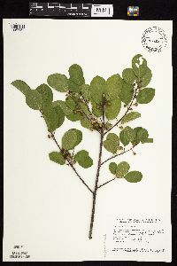 Frangula alnus image