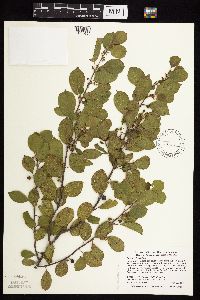 Frangula alnus image