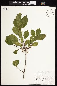 Frangula alnus image