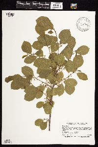 Frangula alnus image
