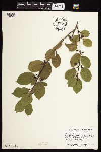 Frangula alnus image