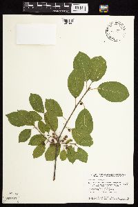 Frangula alnus image