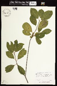 Frangula alnus image