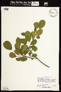 Frangula alnus image