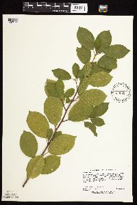 Frangula alnus image