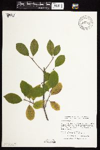 Frangula alnus image