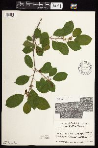 Frangula alnus image
