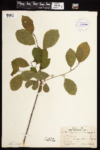 Frangula alnus image