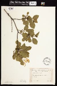 Frangula alnus image