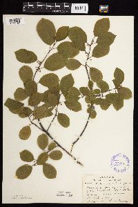 Frangula alnus image
