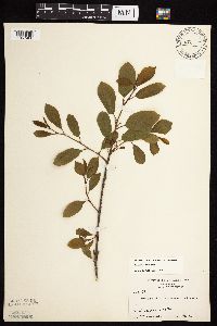 Frangula alnus image