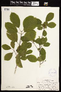 Frangula alnus image