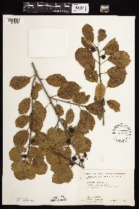 Frangula alnus image