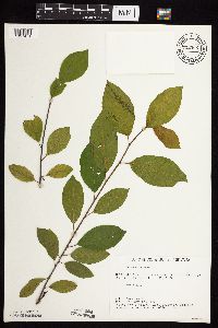 Frangula alnus image