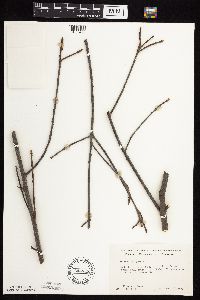 Frangula alnus image