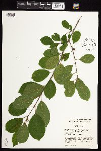 Frangula alnus image