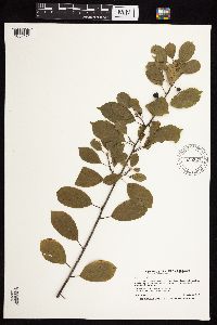 Frangula alnus image