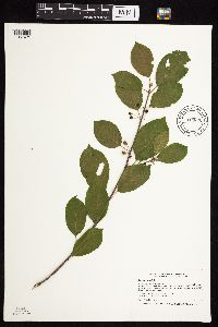 Frangula alnus image