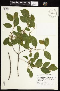 Frangula alnus image