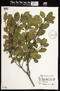 Frangula alnus image