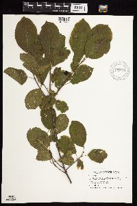 Frangula alnus image