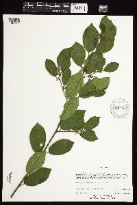 Frangula alnus image