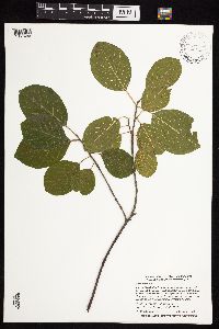 Frangula alnus image
