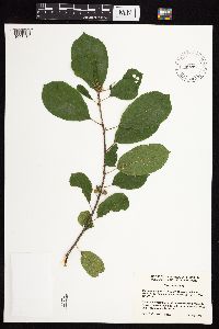 Frangula alnus image