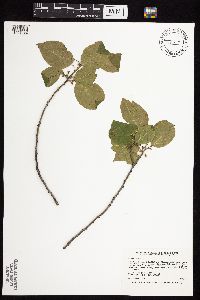 Frangula alnus image