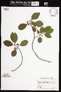 Frangula alnus image