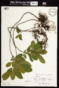 Frangula alnus image